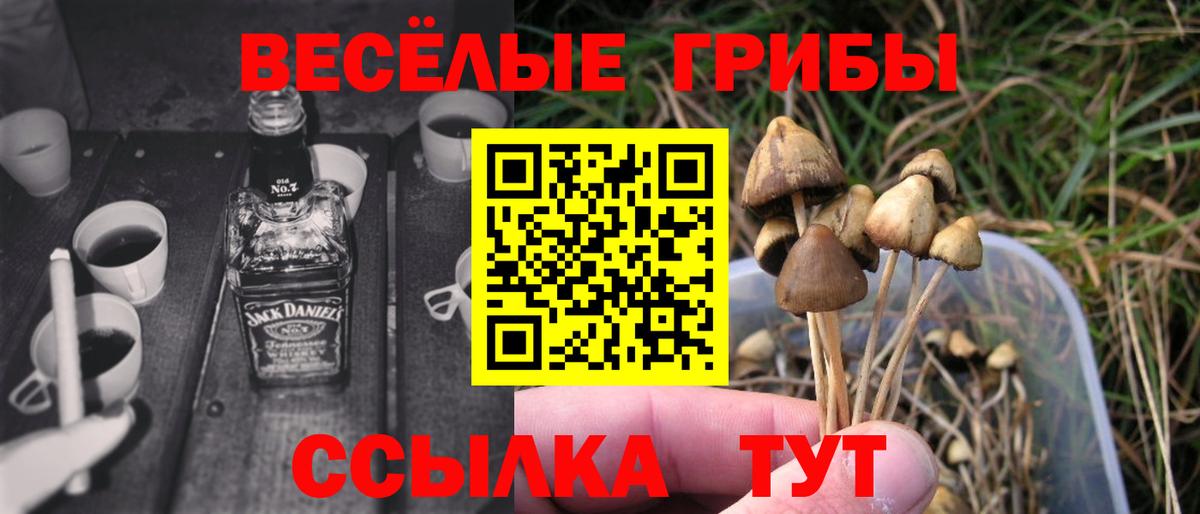 Галлюциногенные грибы Psilocybe Будённовск